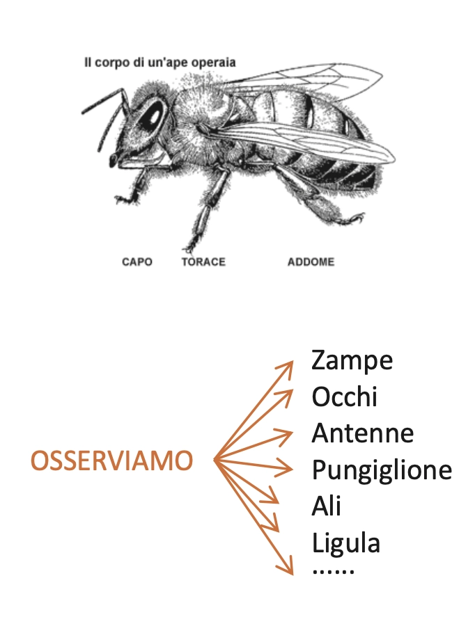 Api